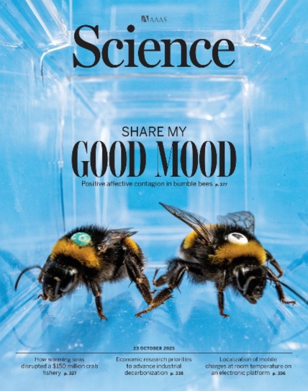 一点金 广东科学家：大黄蜂也能“共情”，“情绪传染”的现象起源可能更早